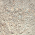 Brachiopods