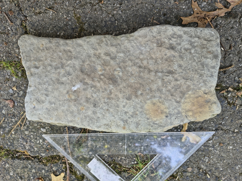 Brachiopods