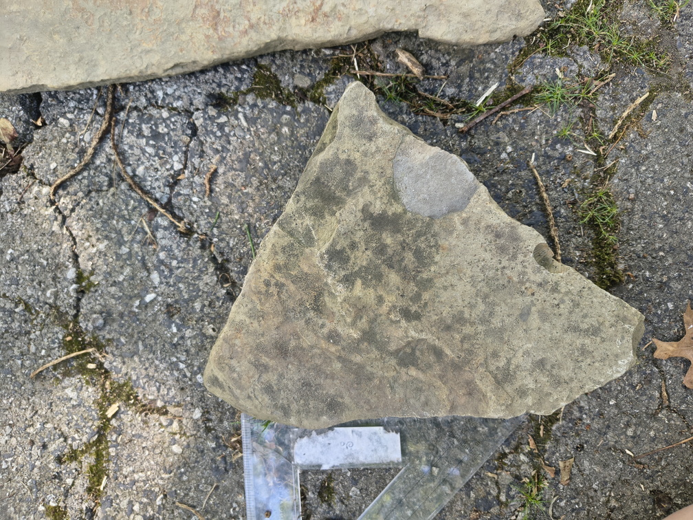 Brachiopods
