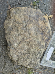 Brachiopods