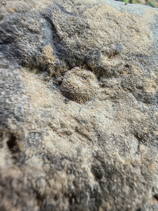 Brachiopods