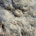 Brachiopods