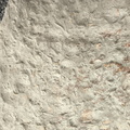 Brachiopods