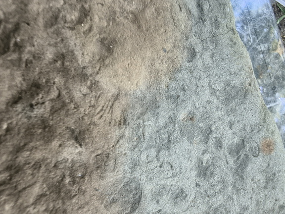 Brachiopods