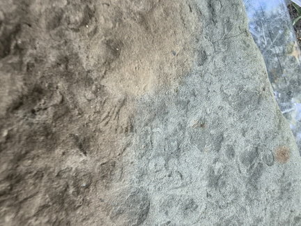 Brachiopods