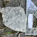 Brachiopods