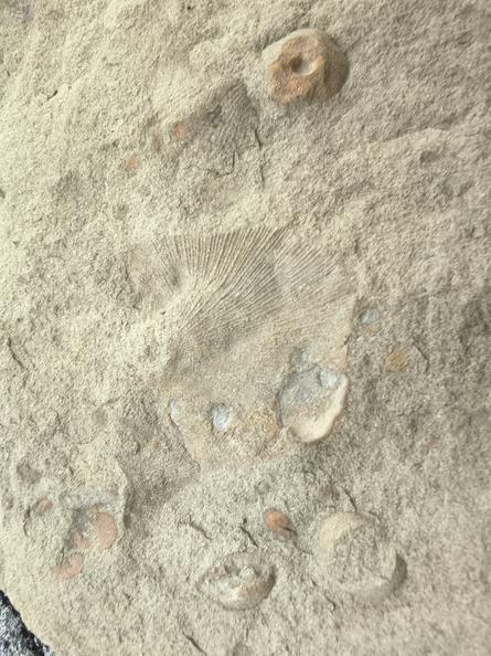 Brachiopods