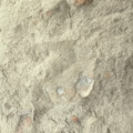 Brachiopods
