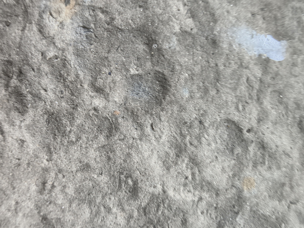 Brachiopods