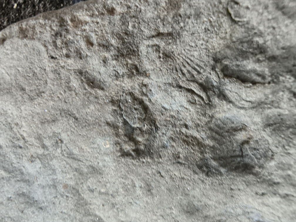 Brachiopods