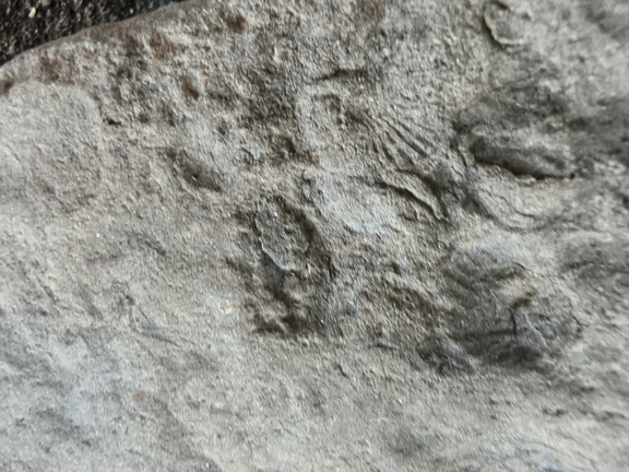 Brachiopods