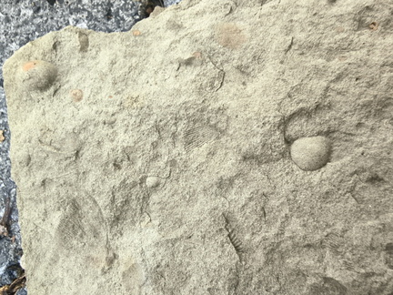Brachiopods