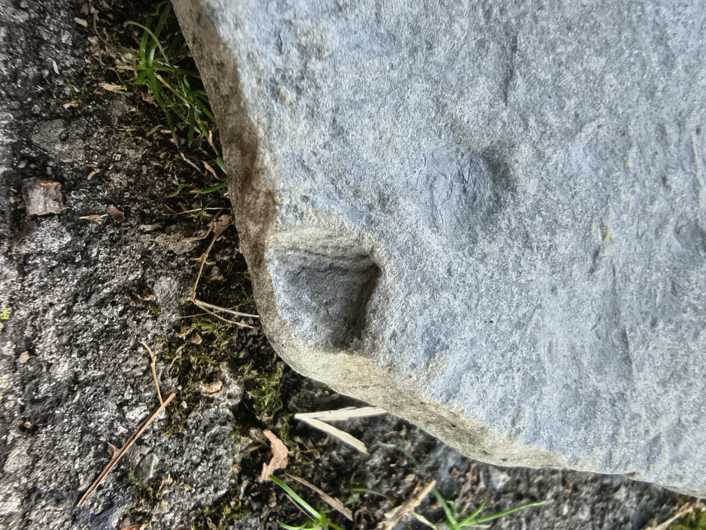 Brachiopods