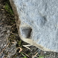 Brachiopods
