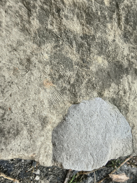 Brachiopods