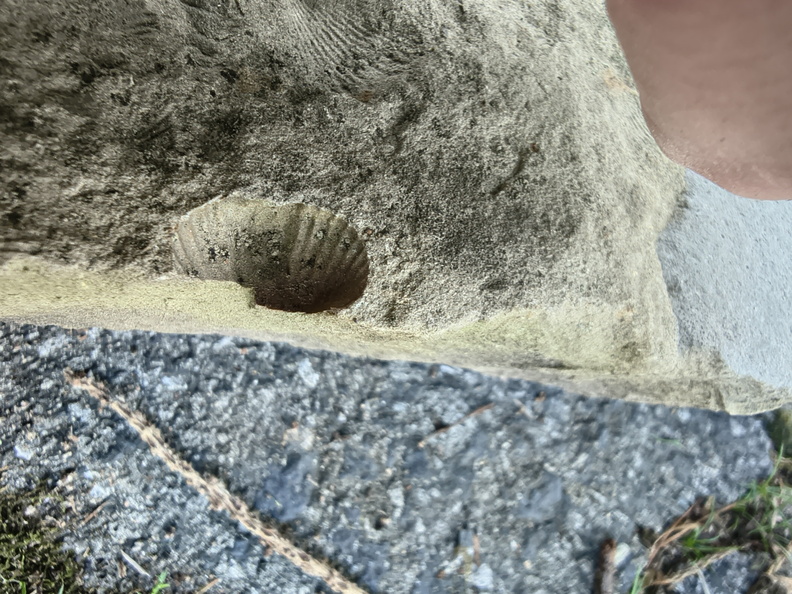 Brachiopods