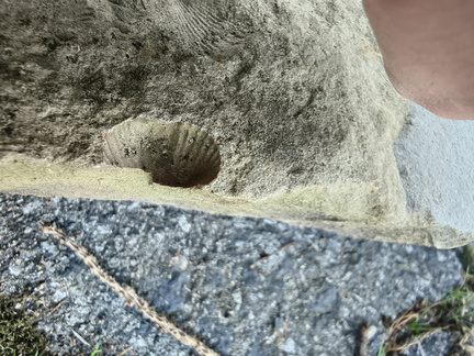 Brachiopods