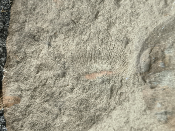 Brachiopods