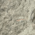 Brachiopods