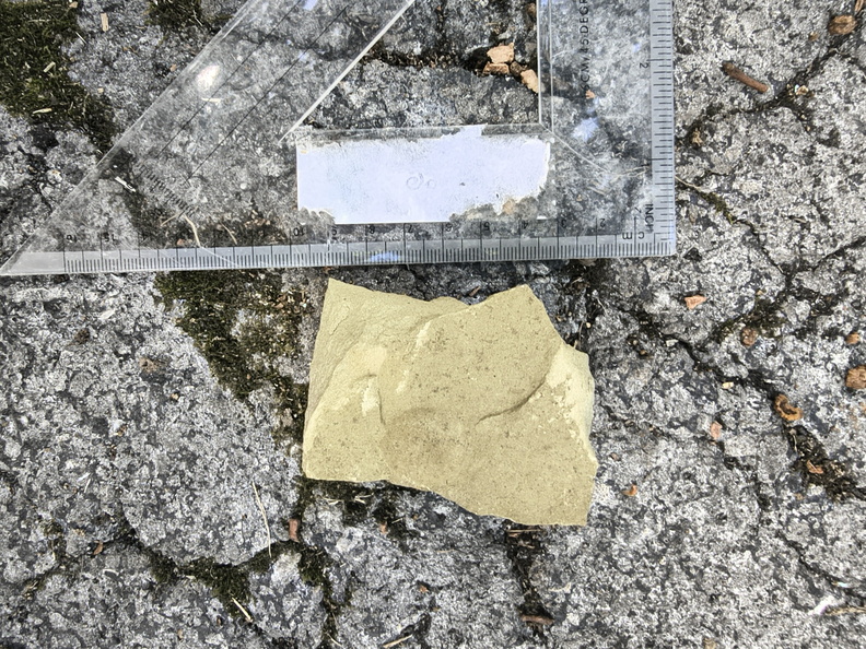 Ichnofossils