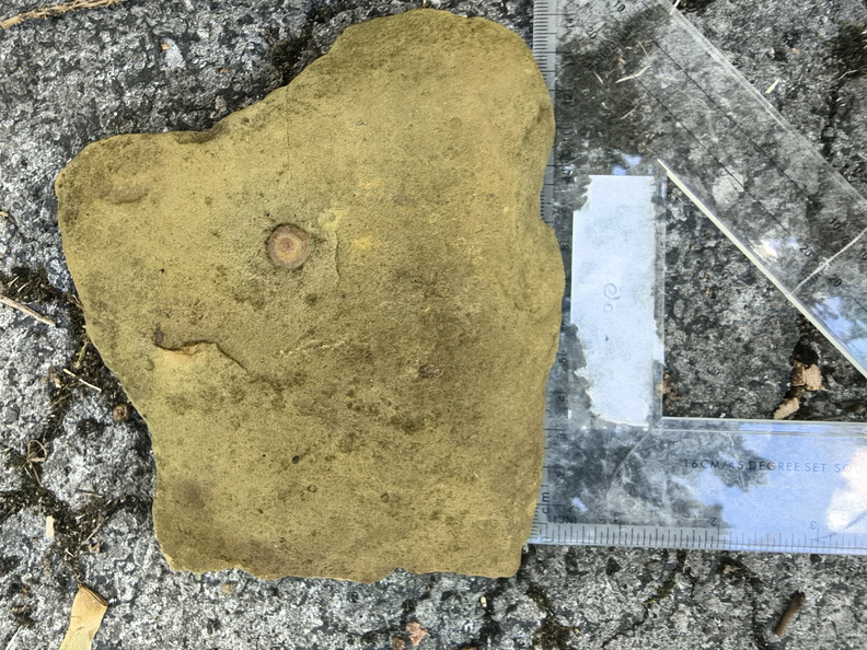 Ichnofossils