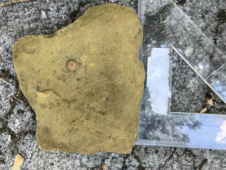 Ichnofossils