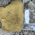 Ichnofossils