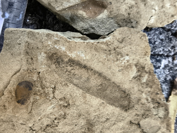 Ichnofossils