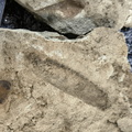 Ichnofossils
