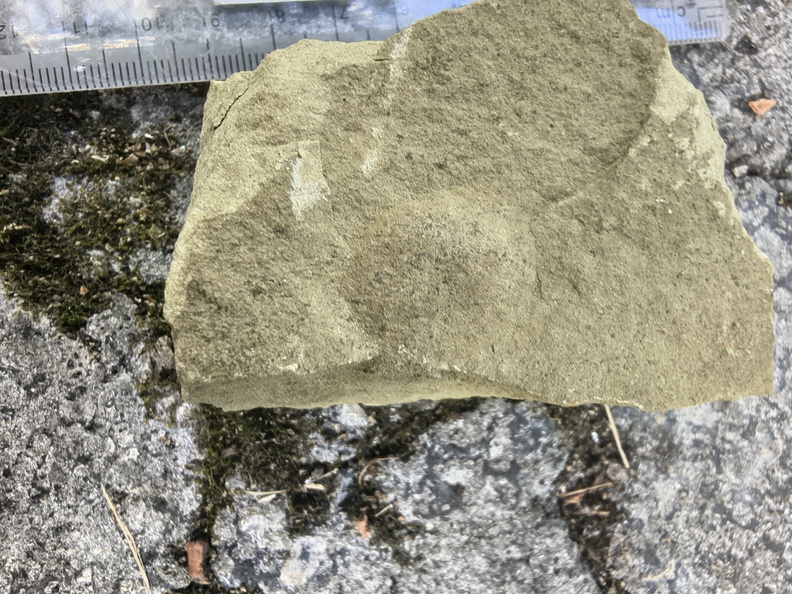 Ichnofossils