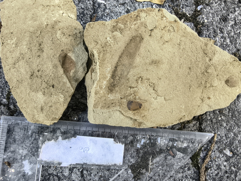Ichnofossils