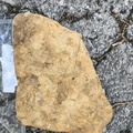 Ichnofossils