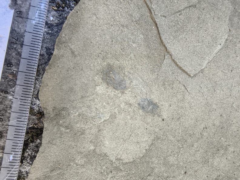 Ichnofossils