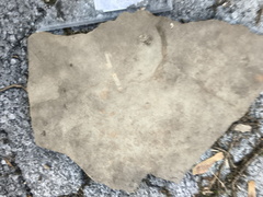 Ichnofossils