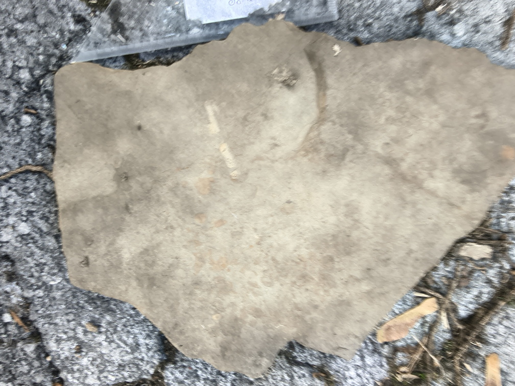 Ichnofossils