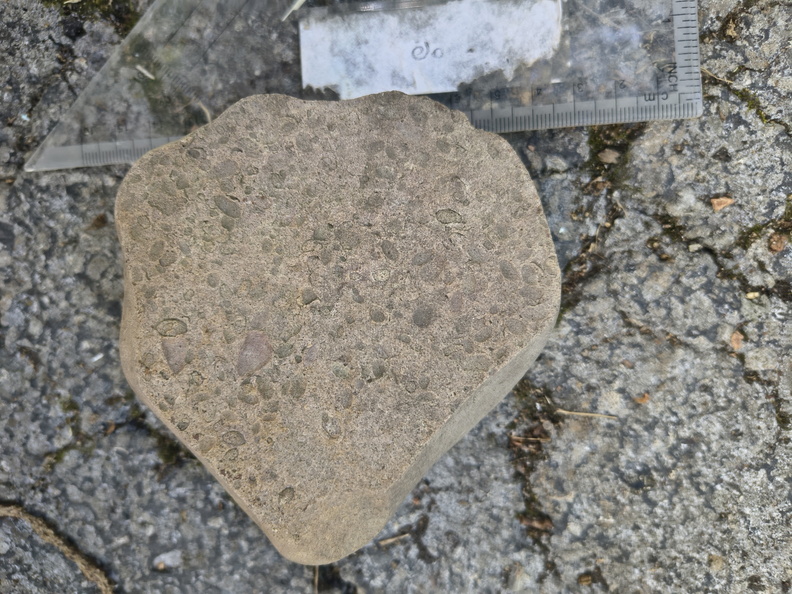 Brachiopods 