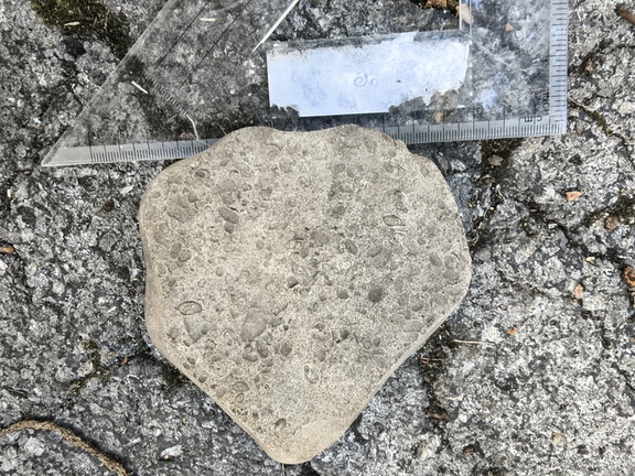 Brachiopods 
