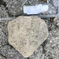 Brachiopods 