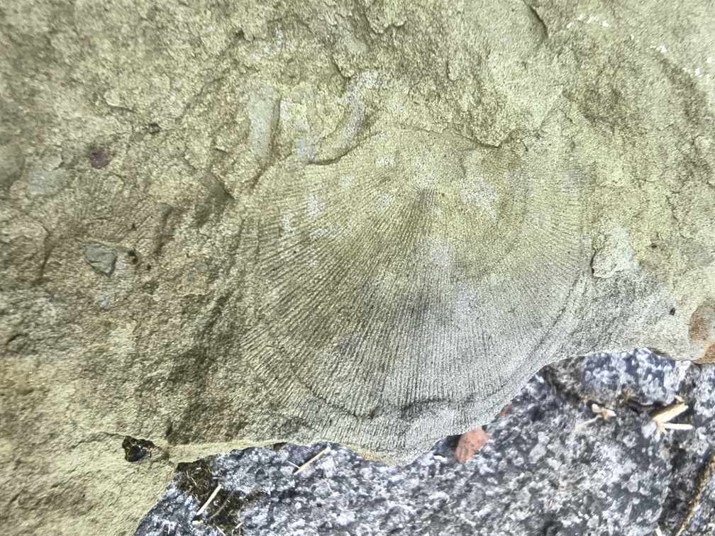 Brachiopods 