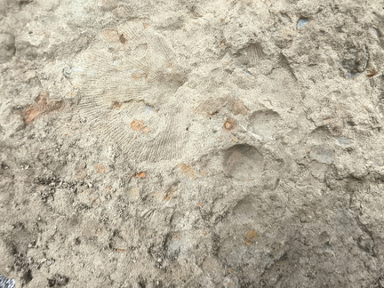 Brachiopods 