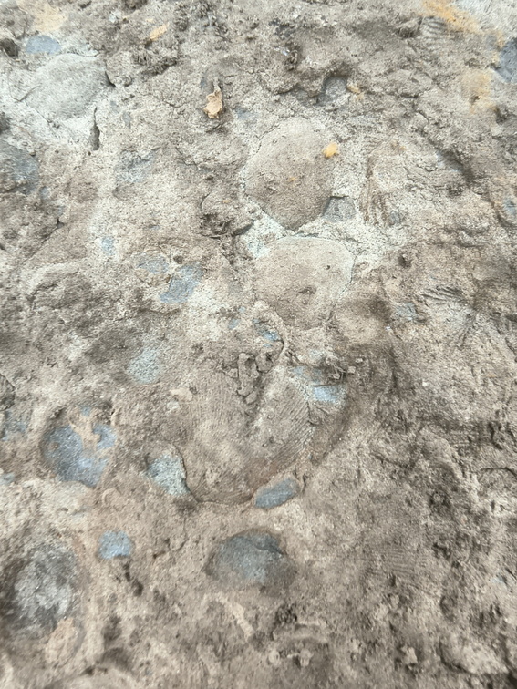 Brachiopods 
