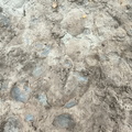 Brachiopods 