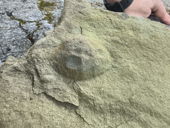 Brachiopods 