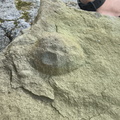 Brachiopods 