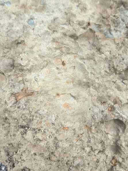 Brachiopods 