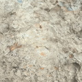 Brachiopods 