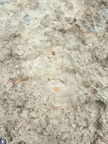 Brachiopods 