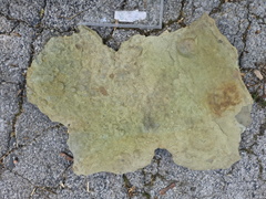 Brachiopods 