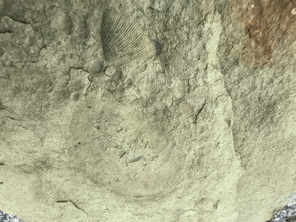 Brachiopods 