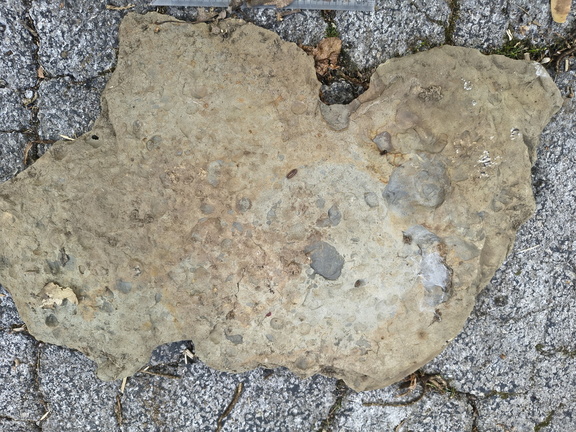 Brachiopods 